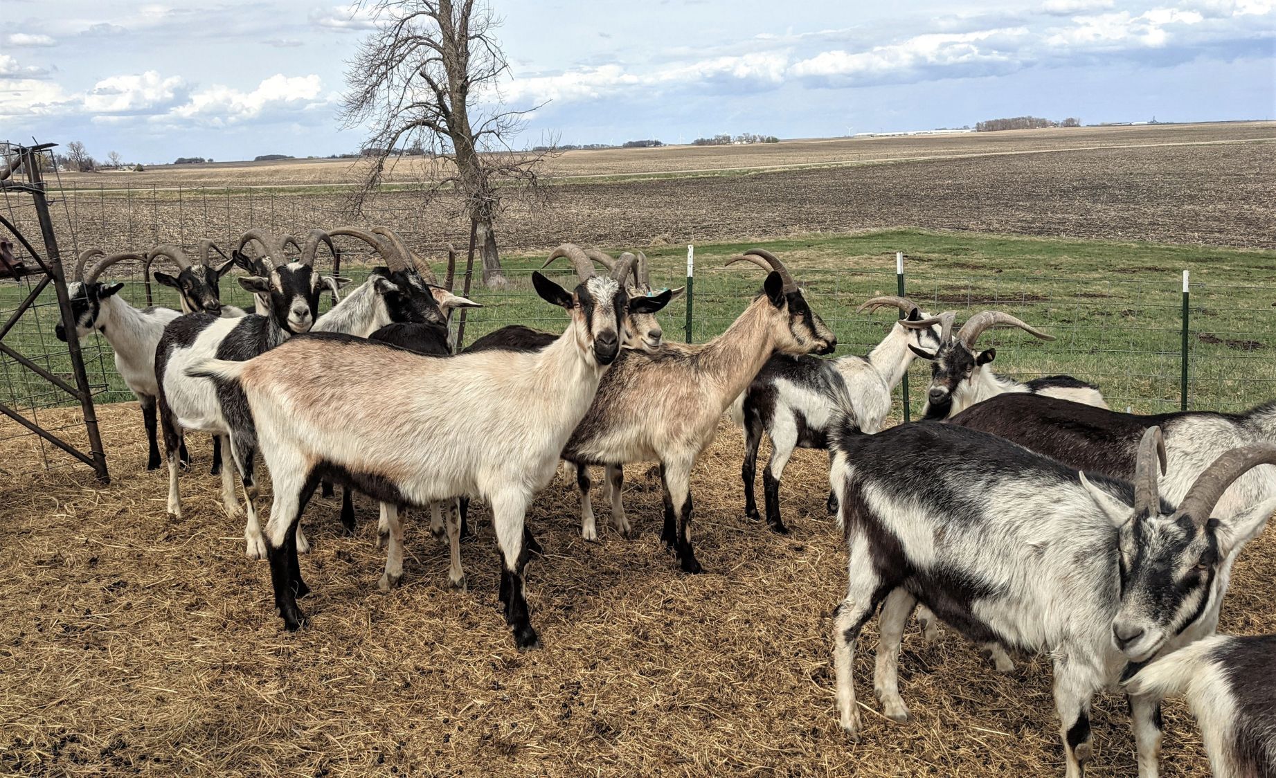 Goats on the Go 1.jpg